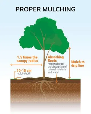 Proper tree mulching illustration