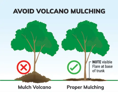 Avoid volcano mulching illustration