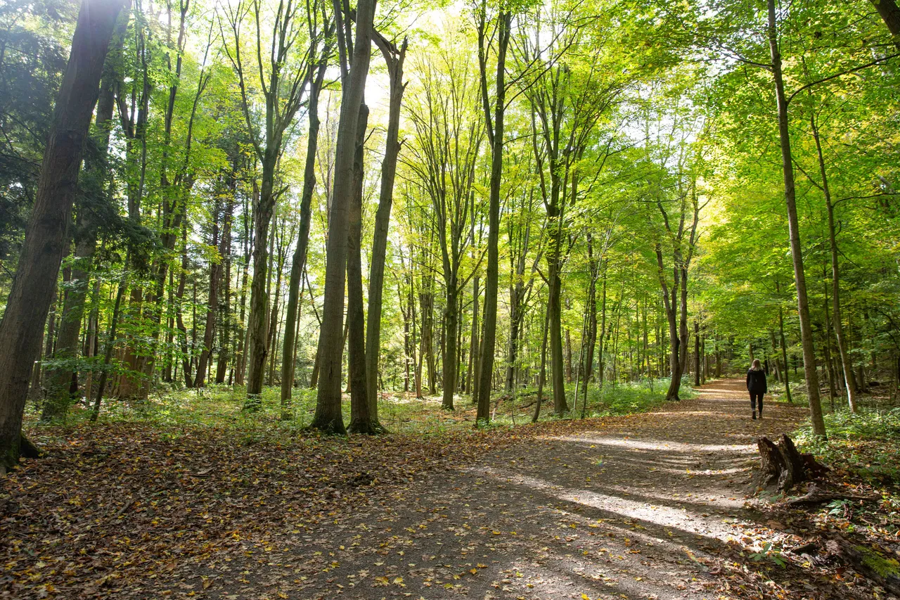 Dundas Valley in autumn 2020, as identified by the HCA source filename. Historical photo.